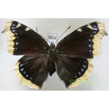 Nymphalis antiopa (Linnaeus, 1758) Czech86a